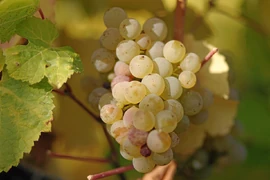 Mooie pinot gris-druiven voor onze Kasteel Rodine: Pinot Gris-wijn