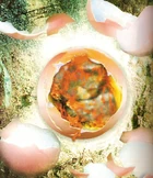 A hatching Horta