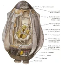 Wookiee evacuation pod cross section.