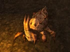 A Barb Tick