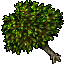 Image:Plum Tree.gif