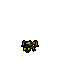 Image:Coral Frog.gif