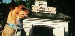 Mojo..