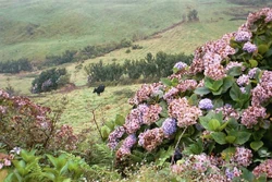 A field in the Azores archipelago.