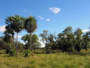 A Landscape View from the Chaco, Paraguay