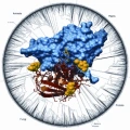 Help Cure Muscular Dystrophy - Phase 2