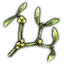 Mistletoe