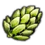 Hop umbels