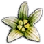 Bryonia