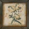 botanical