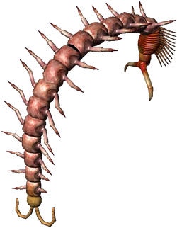 Giant centipede