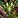 Image:IconSmall DrakonidGreen.gif
