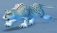 Image of Snow Leopard