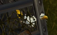 Image of Sharpbeak