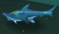 Image of Hammerhead Shark