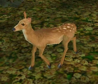 Image of Bambina