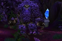 Image of Elder Brightleaf