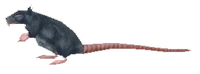 Image of Rat