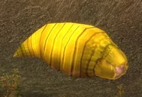 Image of Silkwing Larva