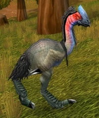 Image of Adult Plainstrider
