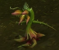 Image of Bloodpetal Pest