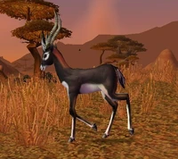 Image of Gazelle