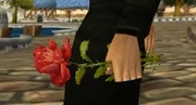 A beautiful red rose