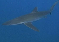 A shark