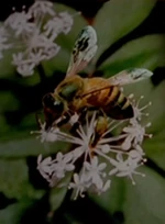 A bee on a flowering ginseng shrub in 1996.