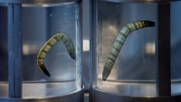 Parasitic ice worms