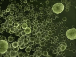 Necro-Mortosis virus up-close