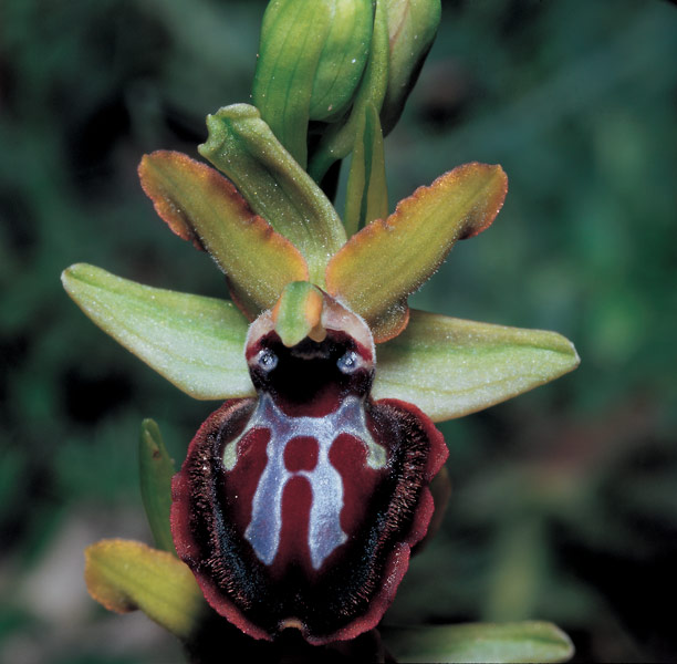 As orquídeas mais raras do mundo - Tudo sobre plantas