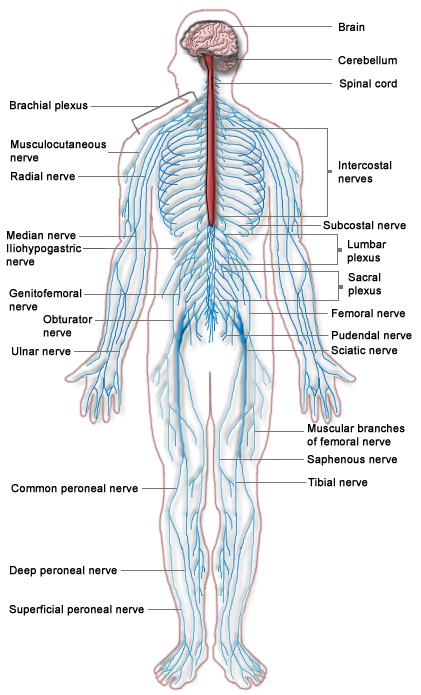 Nervous System - Athletics Wiki - Athlepedia