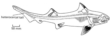 Hybodus - Fossil Wiki, the paleontology wiki