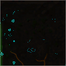 The Precipice