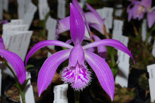 Pleione bulbocodioides - Orchids Wiki