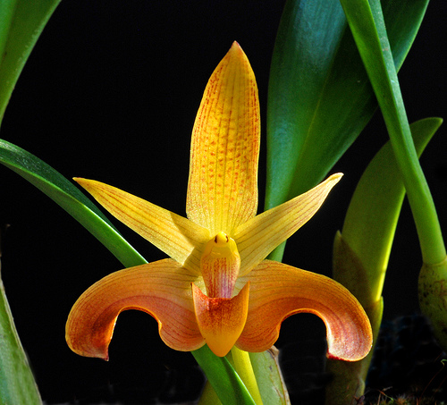 Bulbophyllum lobbii - Orchids Wiki