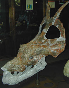 Image - Achelousaurus Skeleton.jpg - Dinosaur King