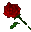 Red_Rose-transparent.png
